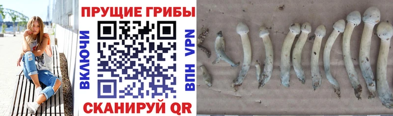 Галлюциногенные грибы MAGIC MUSHROOMS  магазин  наркотиков  Карабаново 